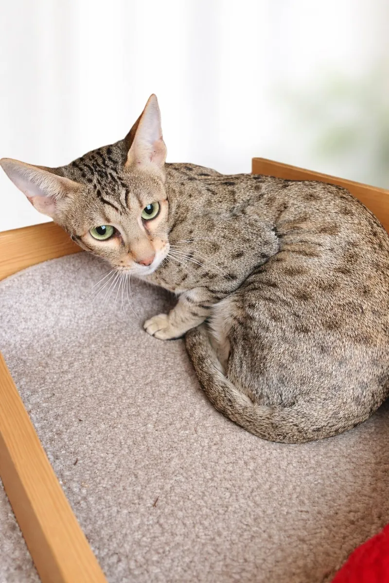 Savannah girl - Image 1