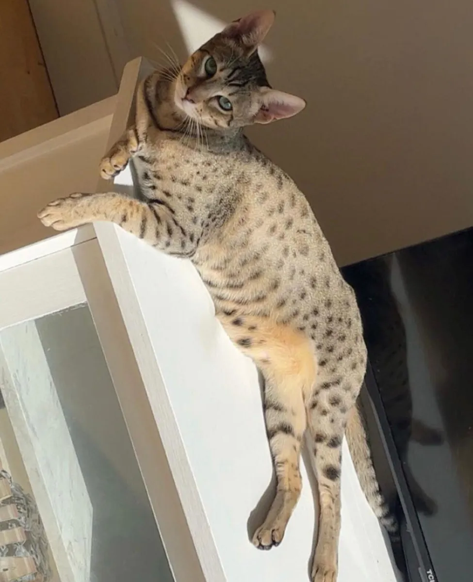 Savannah girl - Image 2