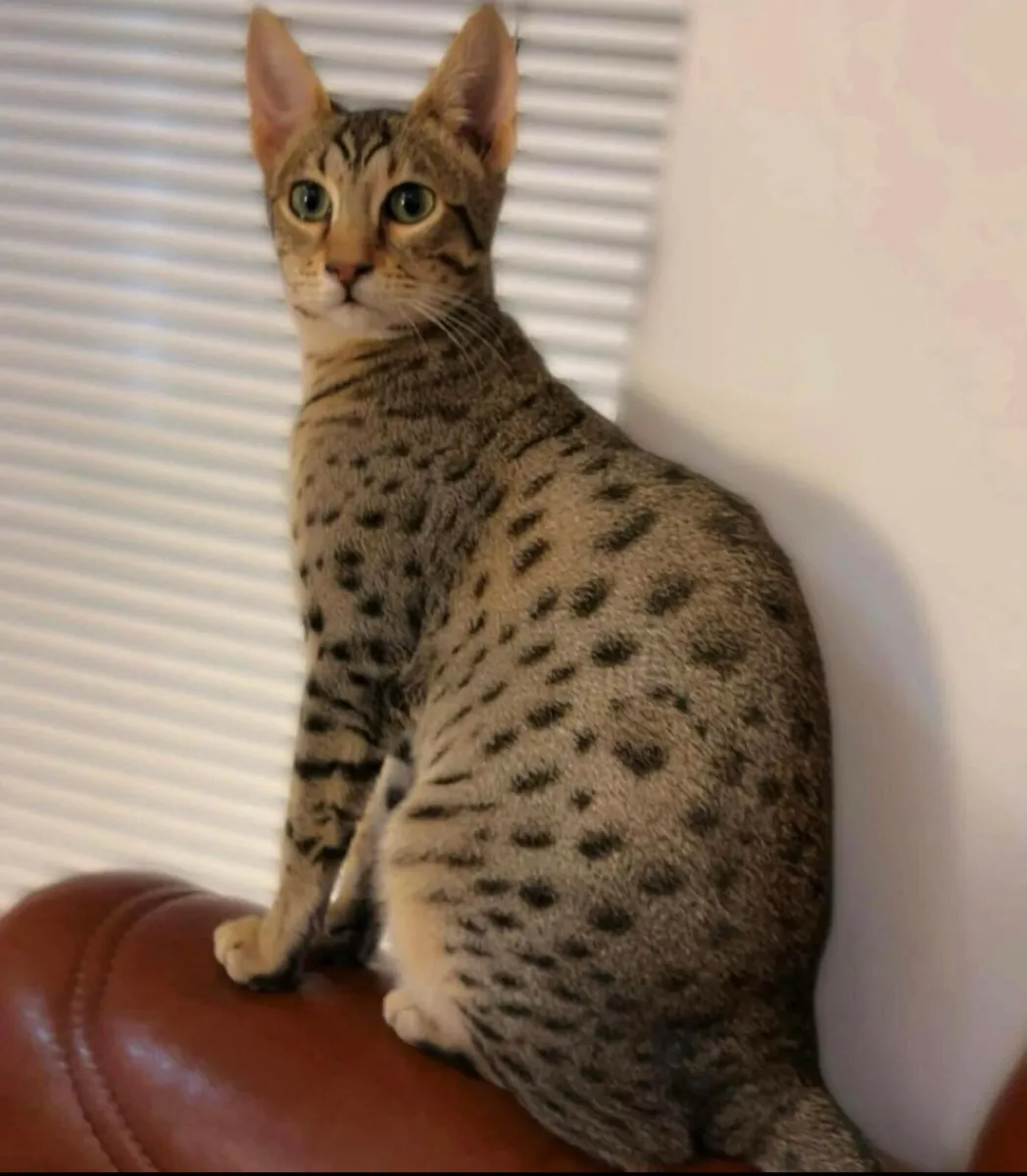 Savannah girl - Image 3