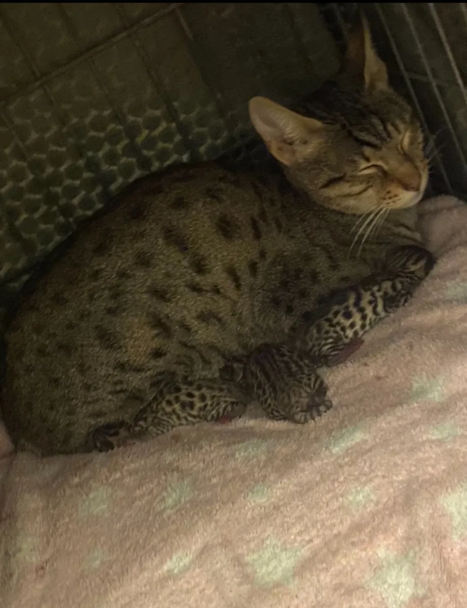 Savannah girl - Image 4