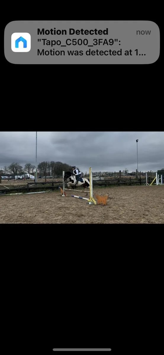 13.1 18year old mare - Image 2