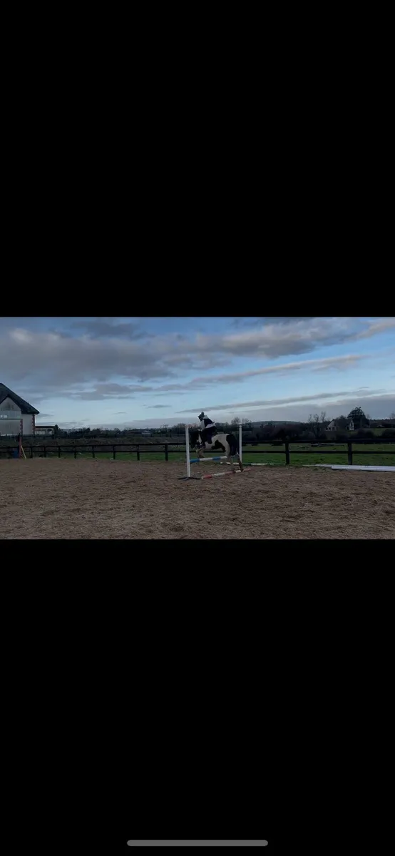 13.1 18year old mare - Image 3