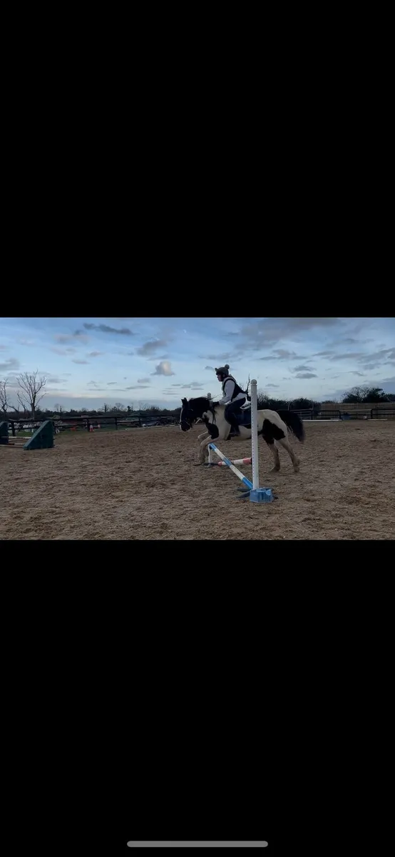 13.1 18year old mare - Image 4