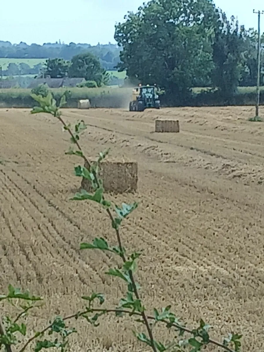 8x4x3  chopped wheaten straw - Image 1
