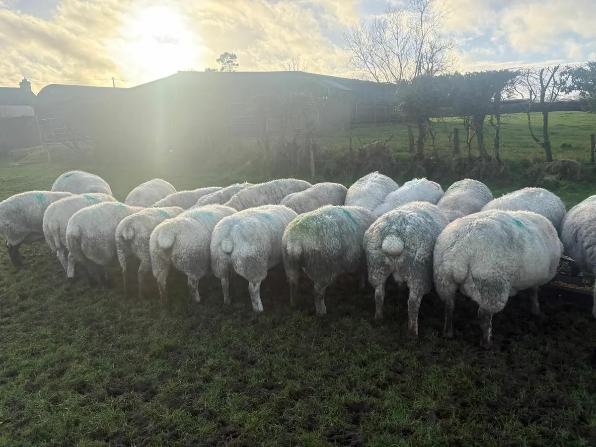 In lamb ewes - Image 1