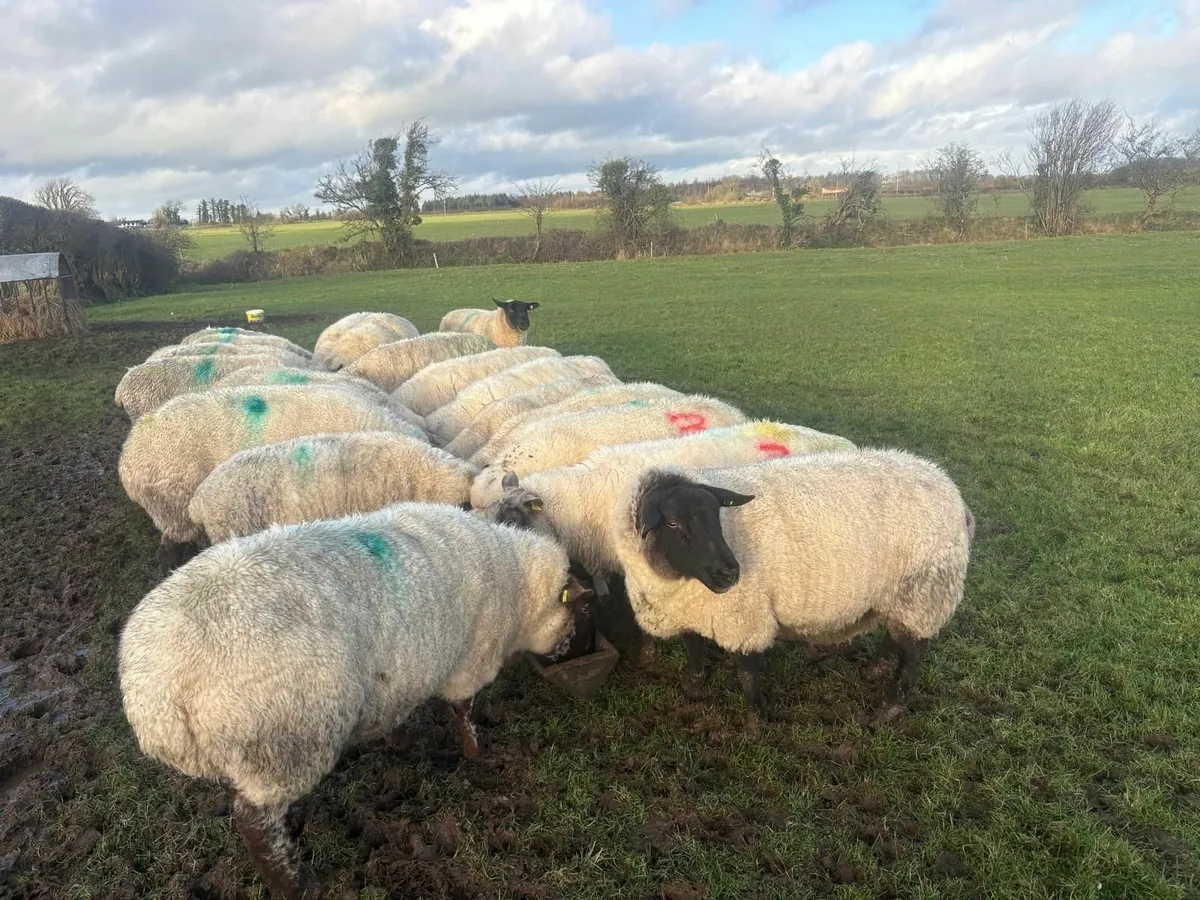 In lamb ewes - Image 2