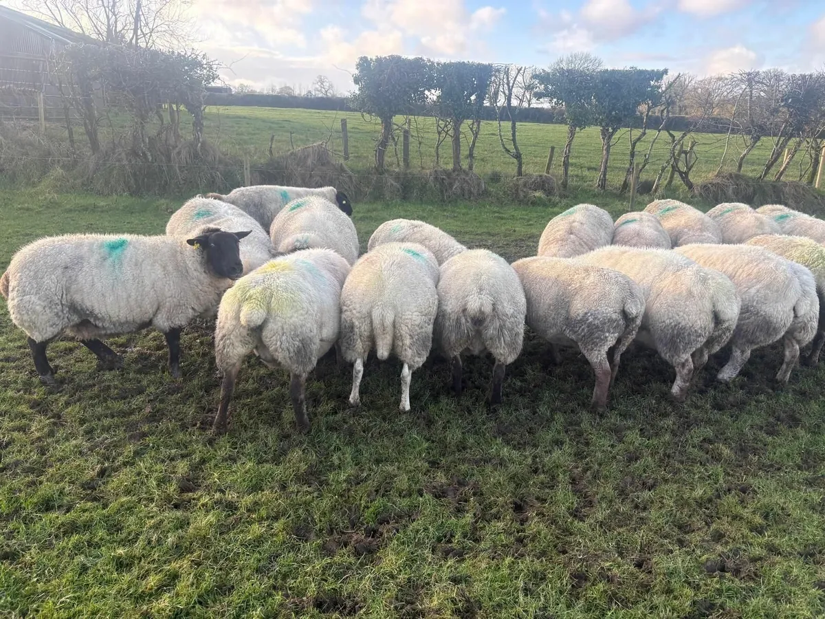 In lamb ewes - Image 3