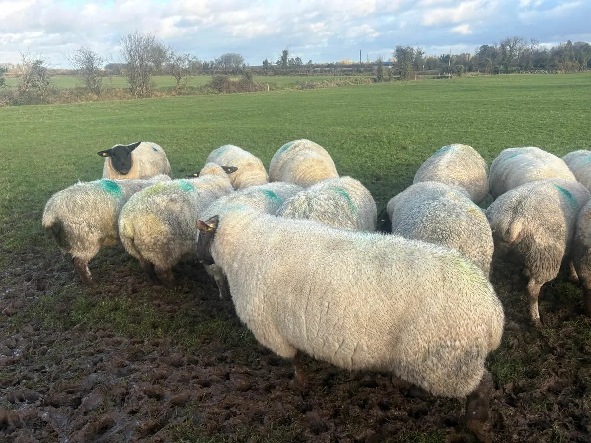 In lamb ewes - Image 4