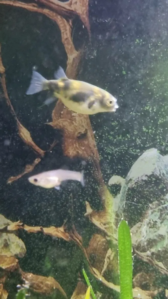 3 x South American Puffer - Image 3