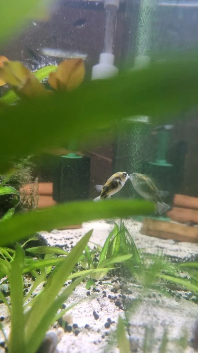 3 x South American Puffer - Image 4