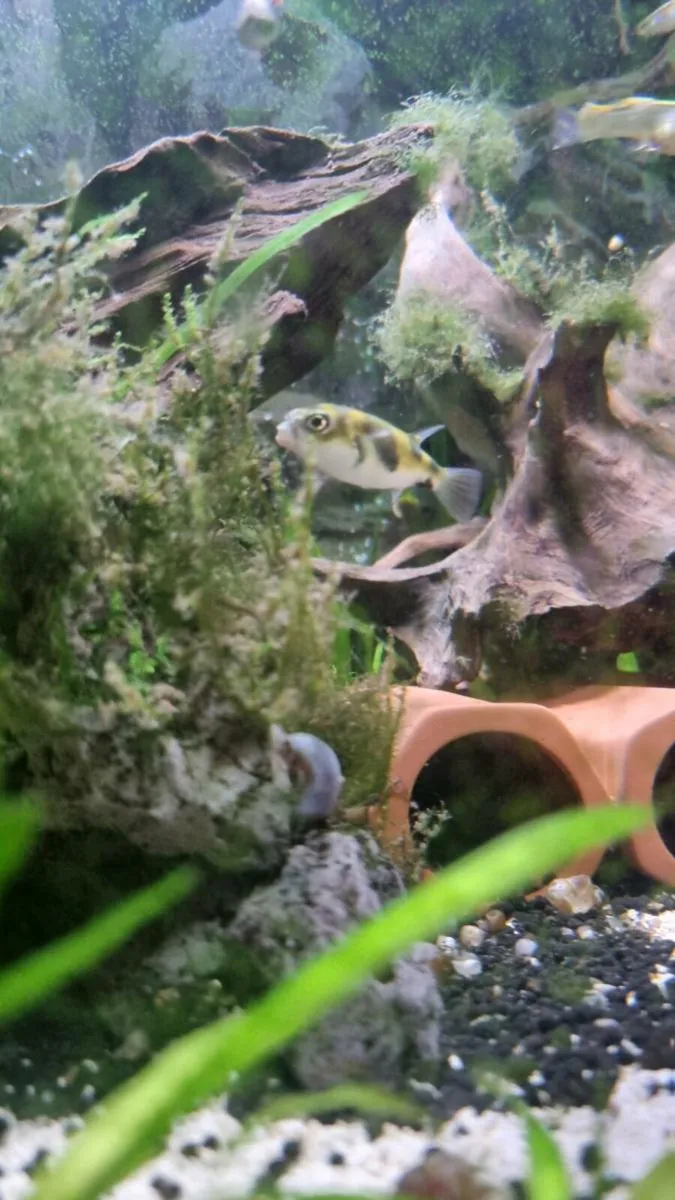 South American Puffer x 3 - Image 1