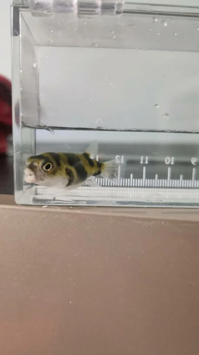 3 x South American Puffer - Image 2