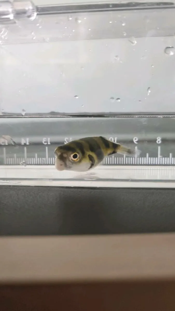 3 x South American Puffer - Image 1