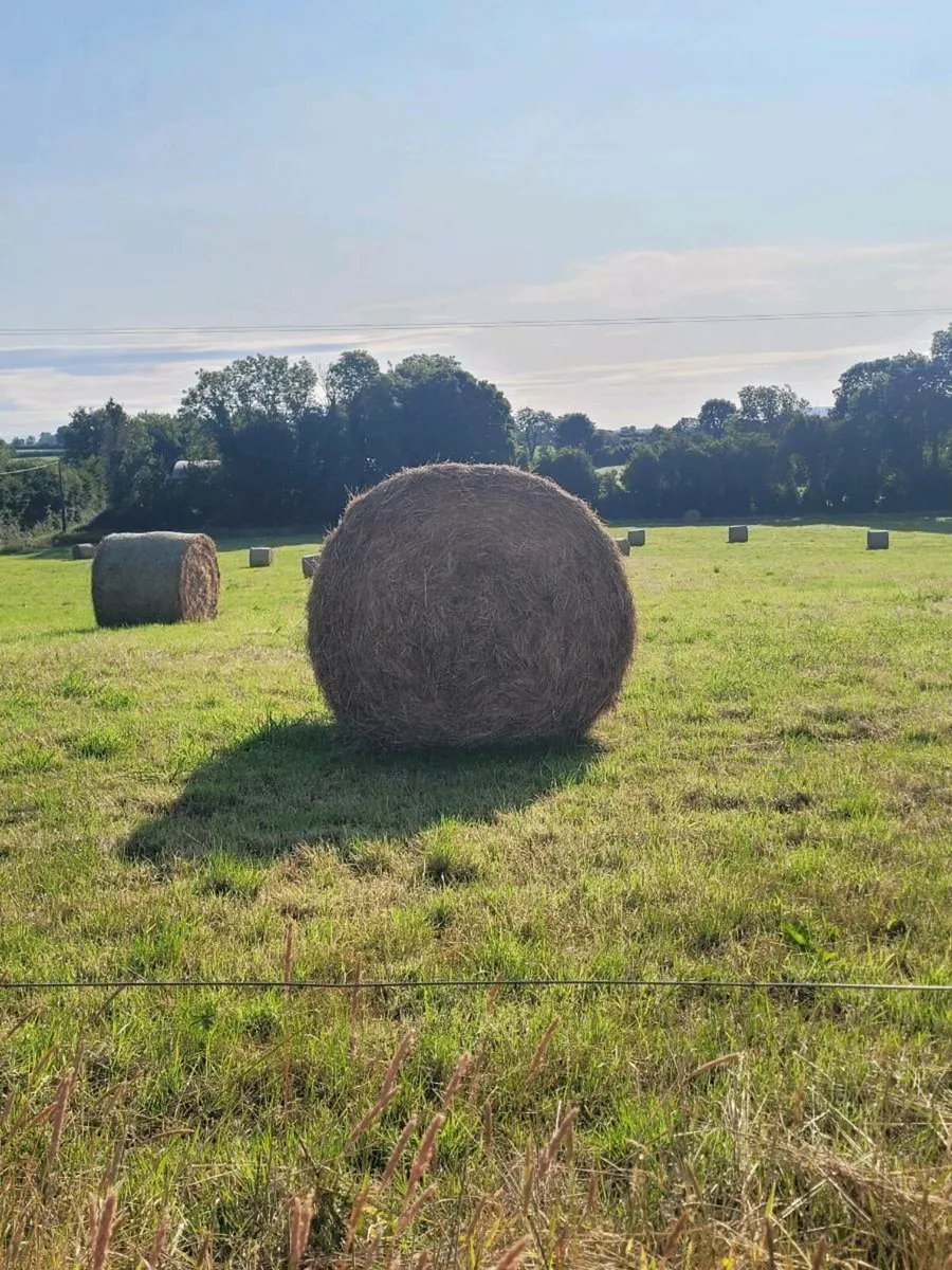 Good quality Hay and silage - Image 2