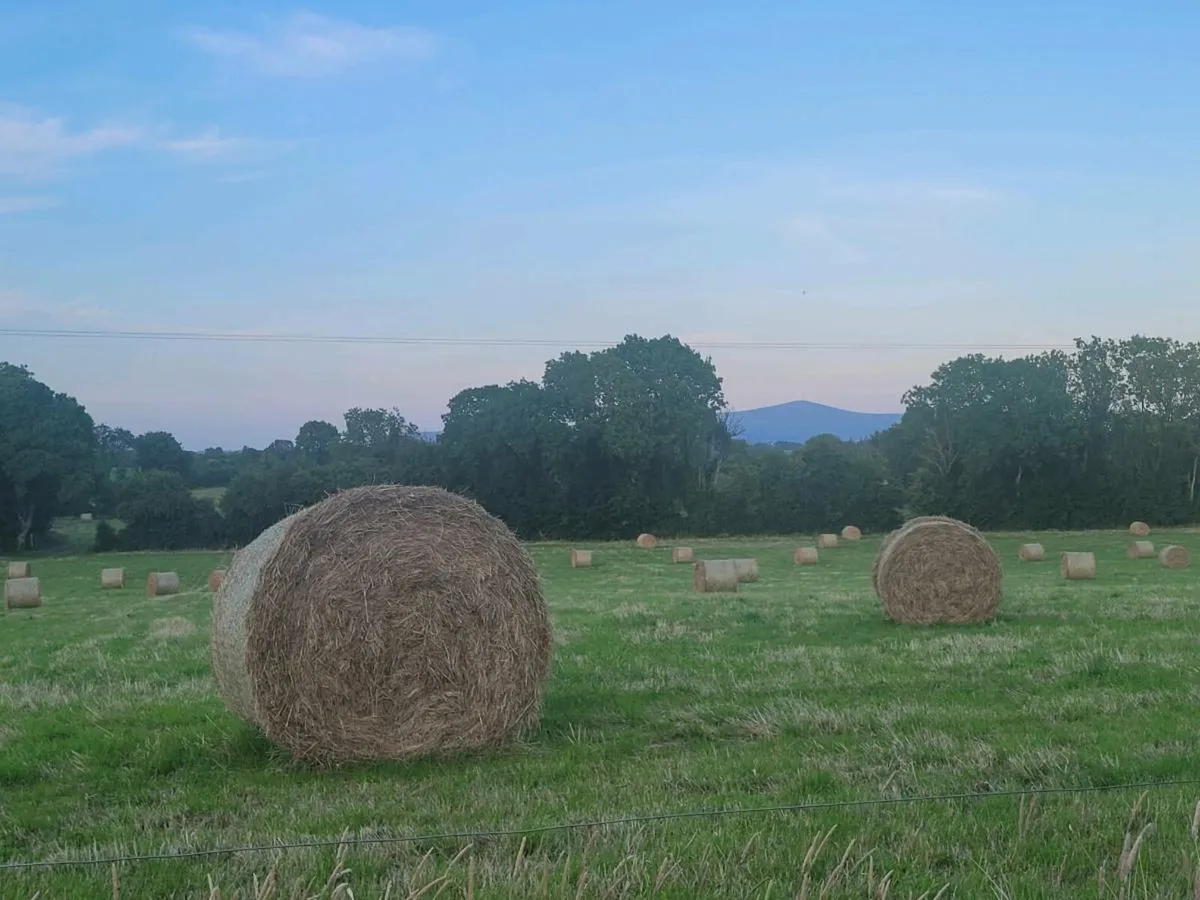 Good quality Hay and silage - Image 3