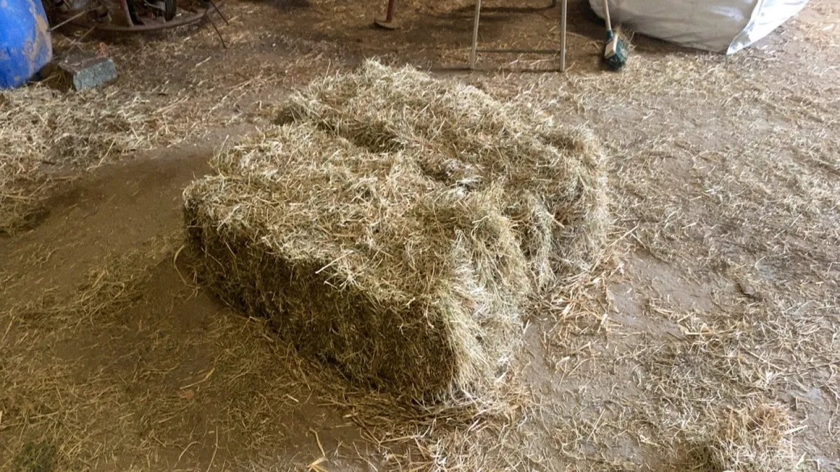 Small square hay bales - Image 1
