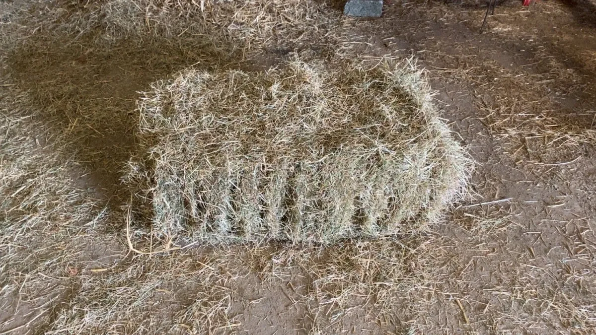 Small square hay bales - Image 2