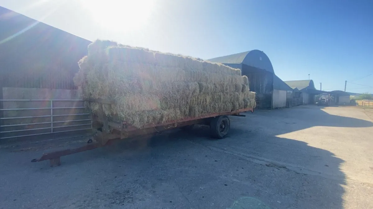 Small square hay bales - Image 3