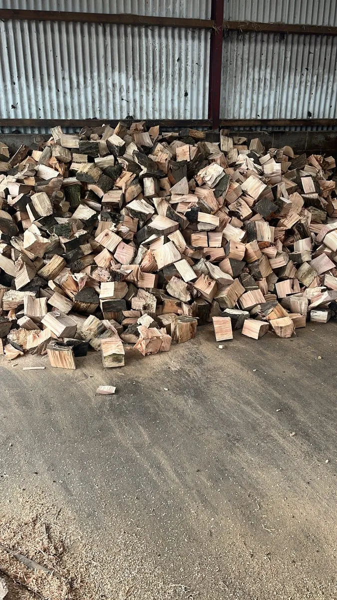 Ash fire wood - Image 2