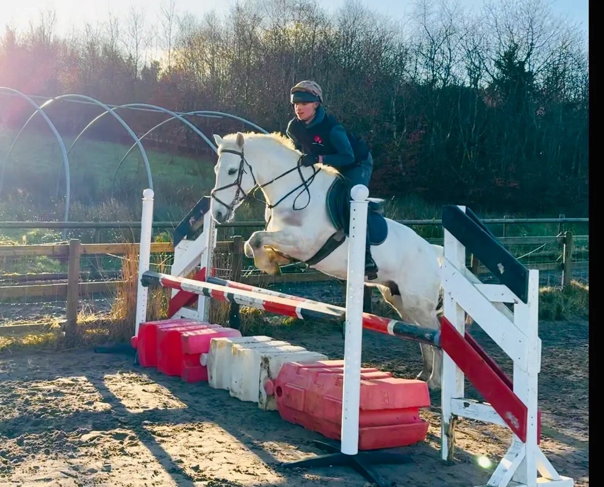 148 class one Connemara - Image 1