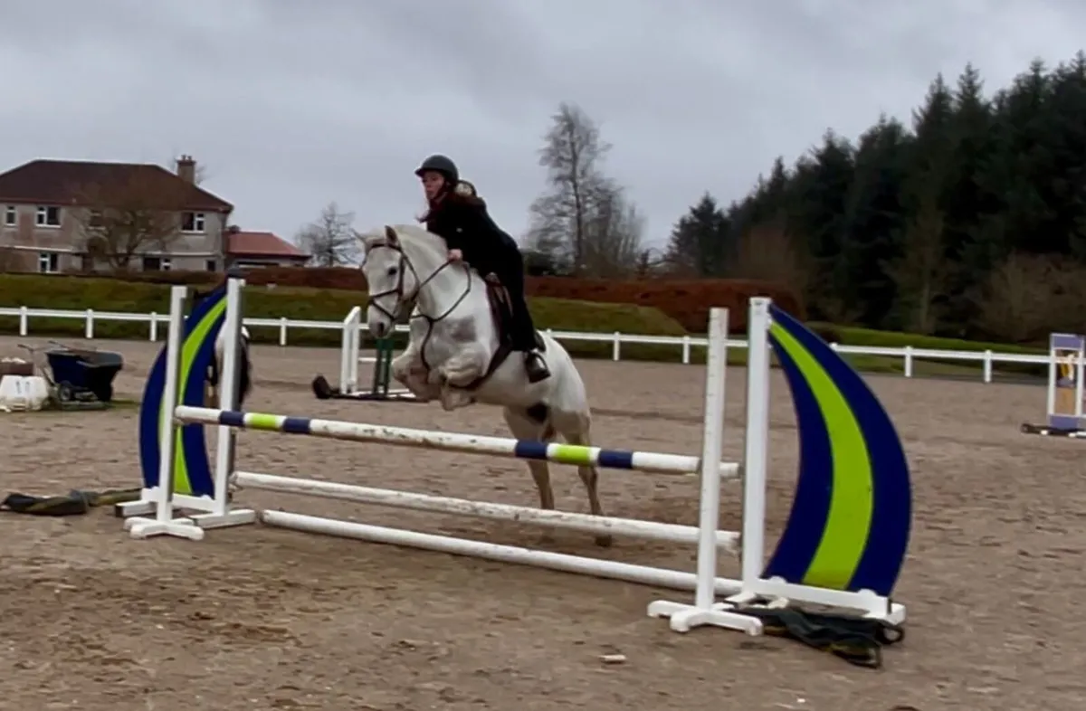 148 class one Connemara - Image 3