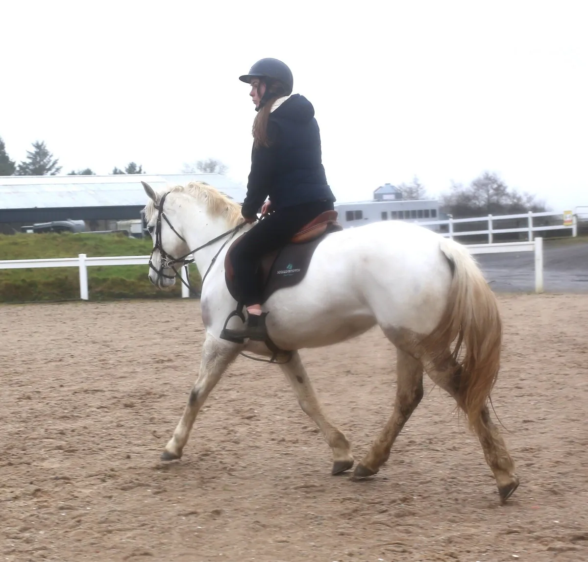 148 class one Connemara - Image 4