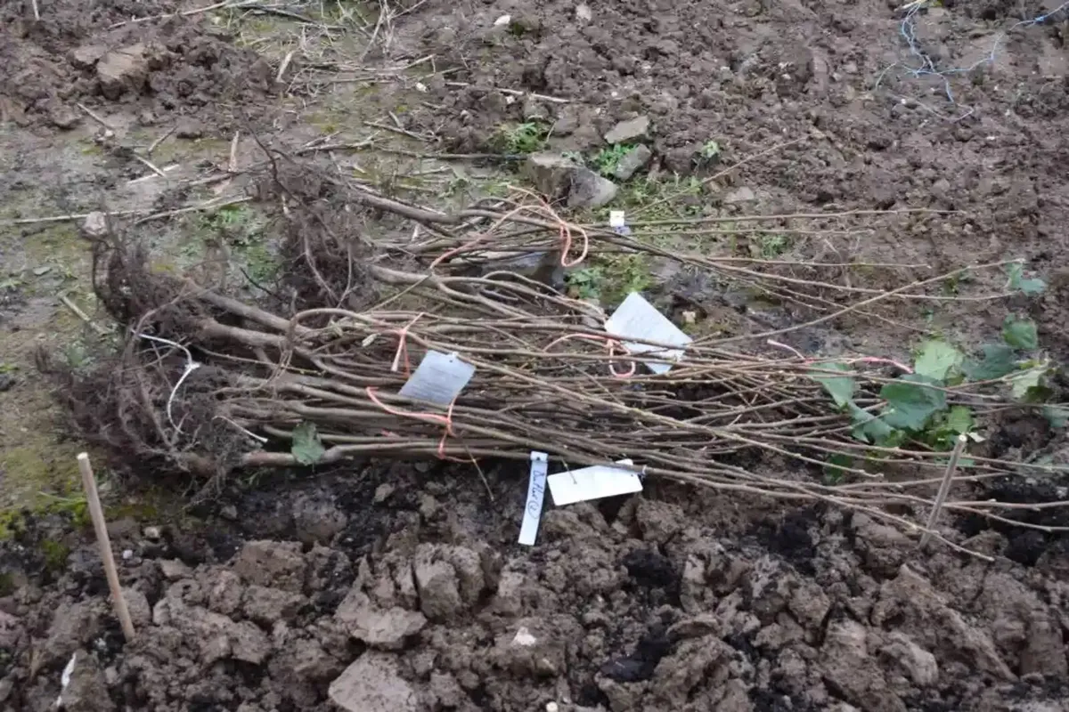 Hazel hedging plants €1.50 - Image 1