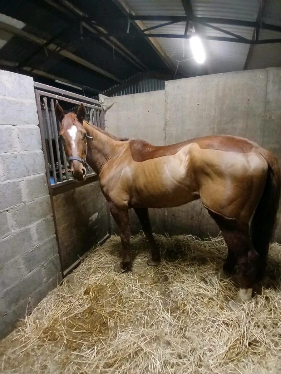 Tb 5 year old filly - Image 1
