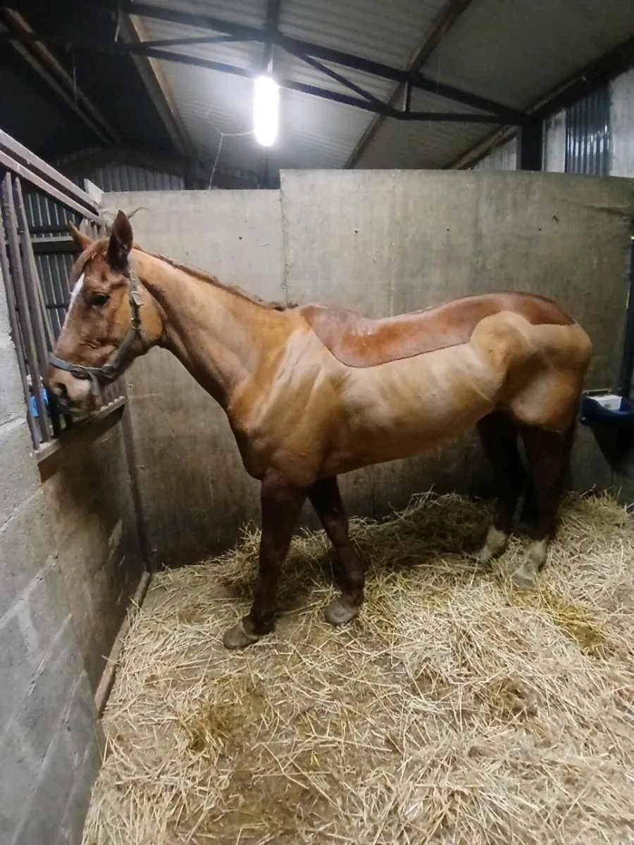 Tb 5 year old filly - Image 2