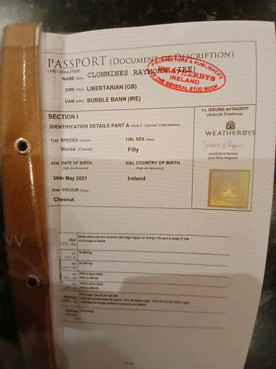 Tb 5 year old filly - Image 3