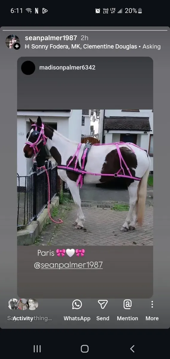 Pacing filly - Image 2