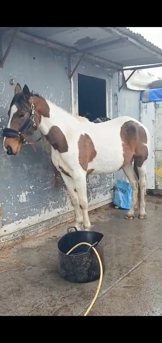 Pacing filly - Image 3