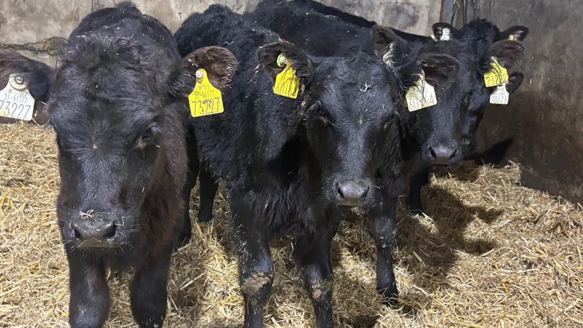 6 Strong Once A Day AA Heifers - Image 1