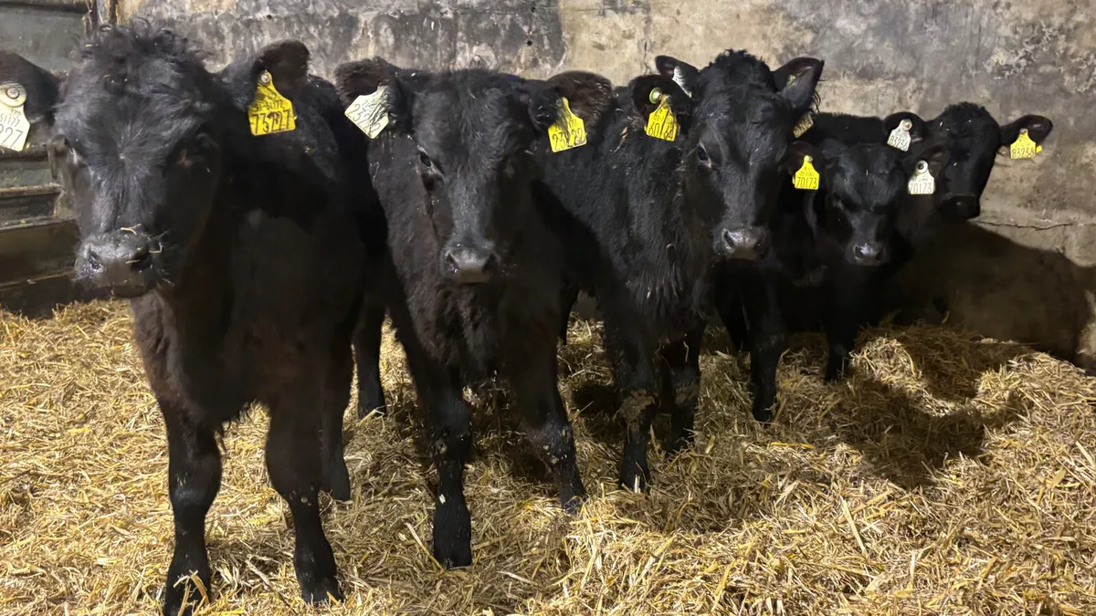 6 Strong Once A Day AA Heifers - Image 3