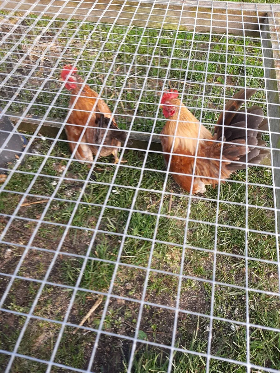 2 Serama Roosters