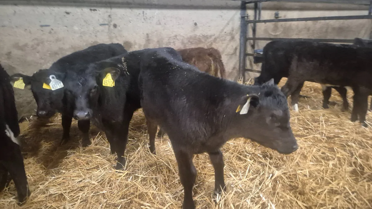 139 Autumn calves Fresh in tonight @ Wicklow Calf - Image 2