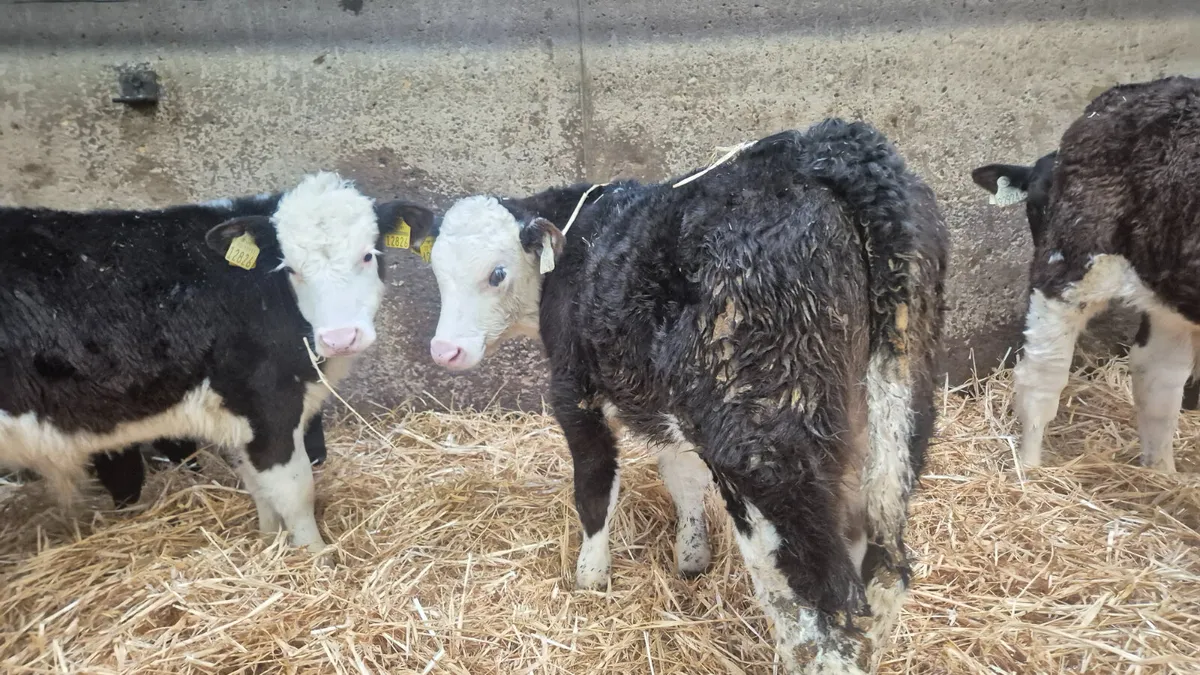 139 Autumn calves Fresh in tonight @ Wicklow Calf - Image 3