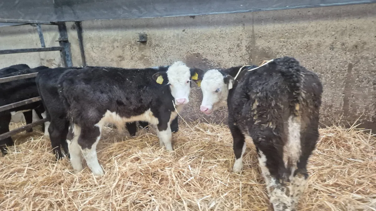139 Autumn calves Fresh in tonight @ Wicklow Calf - Image 4