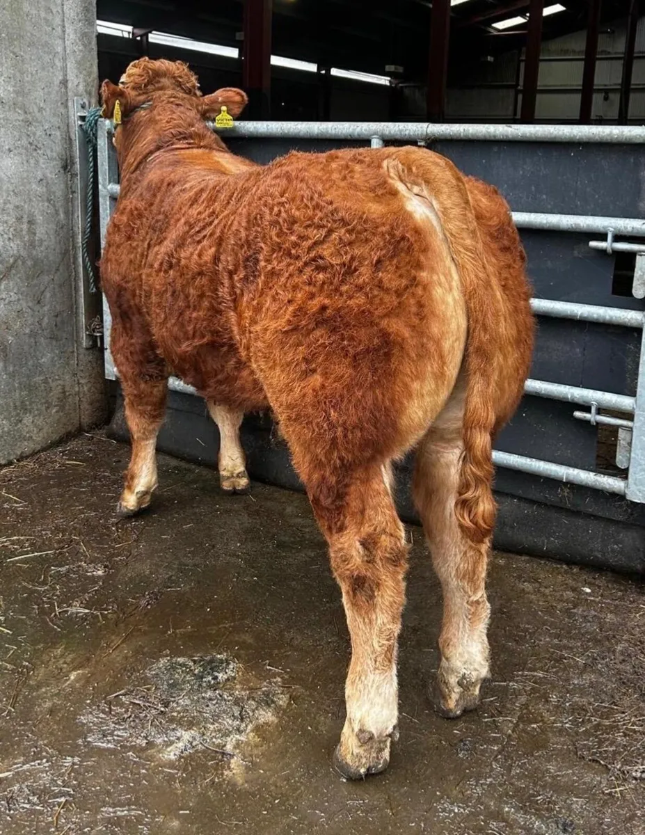 Pedigree Limousin Bull - Image 1