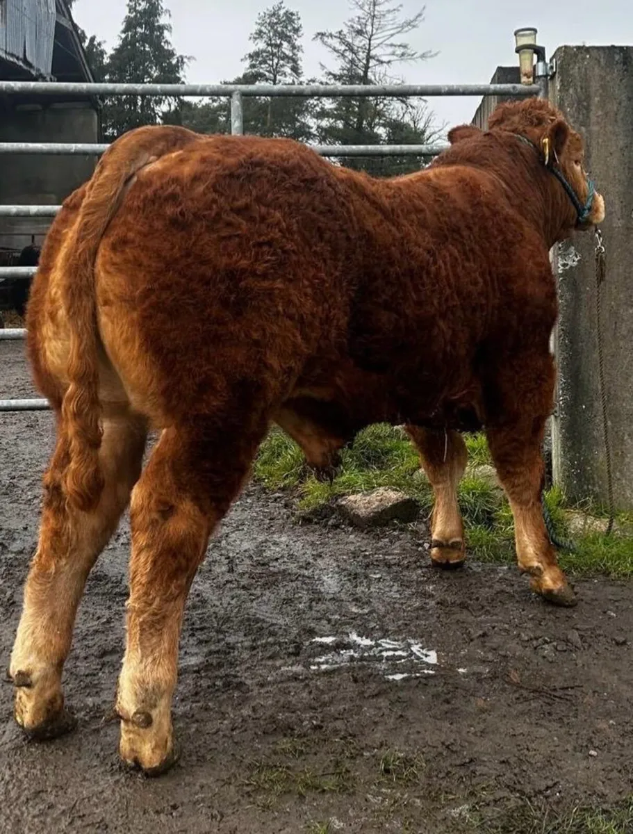 Pedigree Limousin Bull - Image 2
