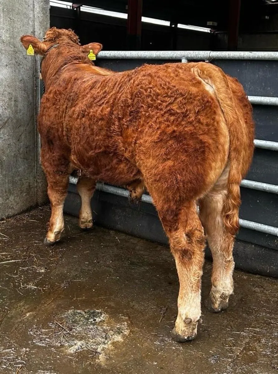 Pedigree Limousin Bull - Image 3
