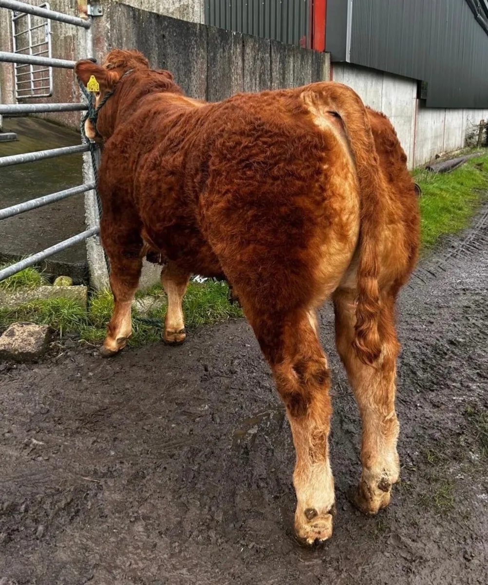 Pedigree Limousin Bull - Image 4