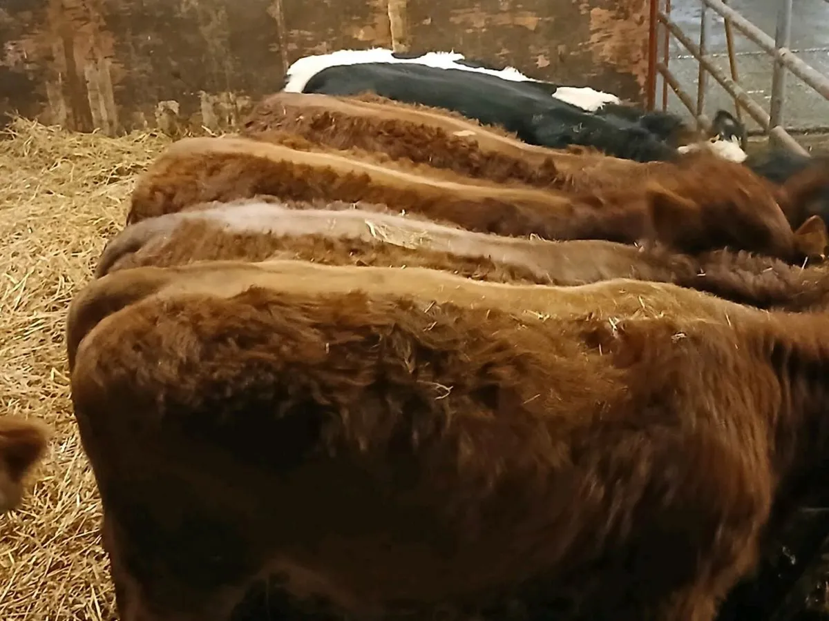 8 Top quality   Heifer's for sale - Image 1