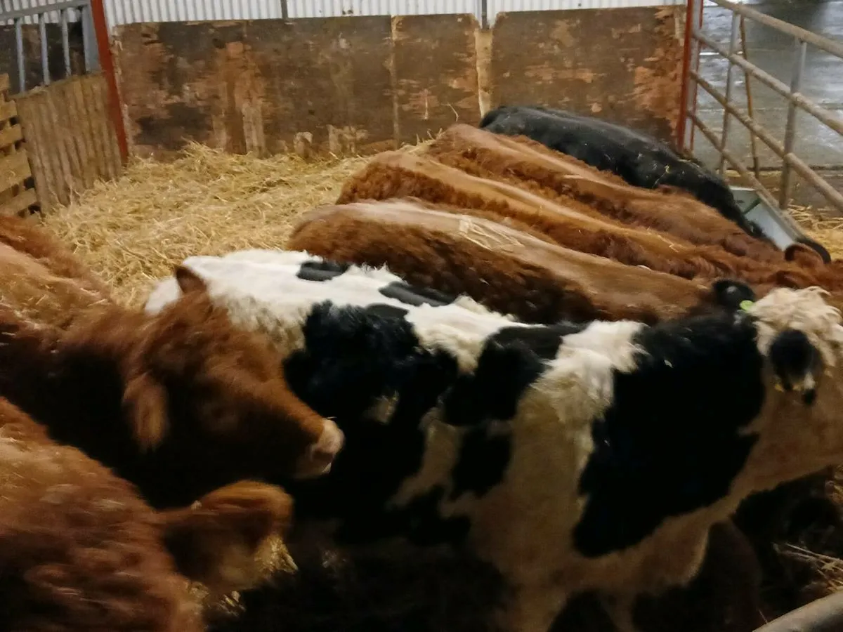 8 Top quality   Heifer's for sale - Image 2