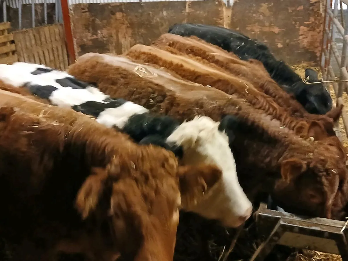 8 Top quality   Heifer's for sale - Image 3