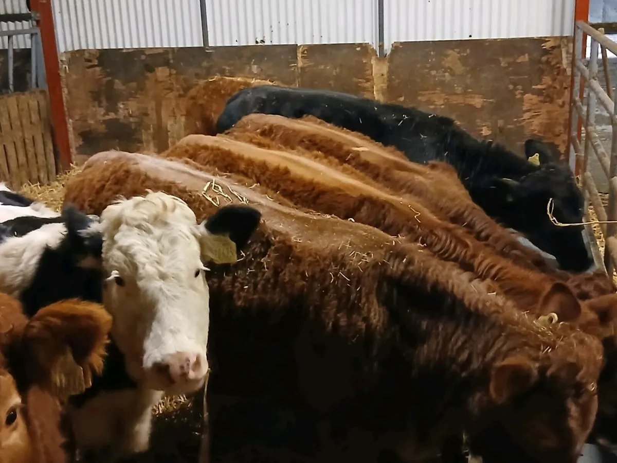 8 Top quality   Heifer's for sale - Image 4