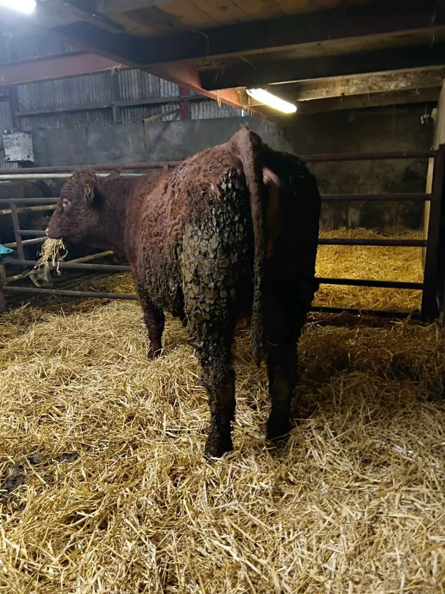 Saler sucklers  * Carnaross 13th  January - Image 4