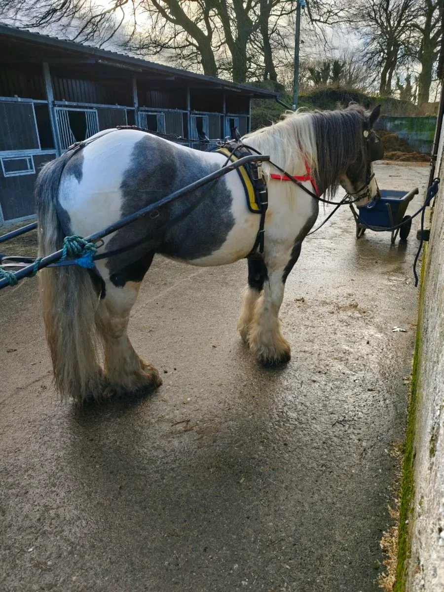 Cob well bred 15 hh - Image 3