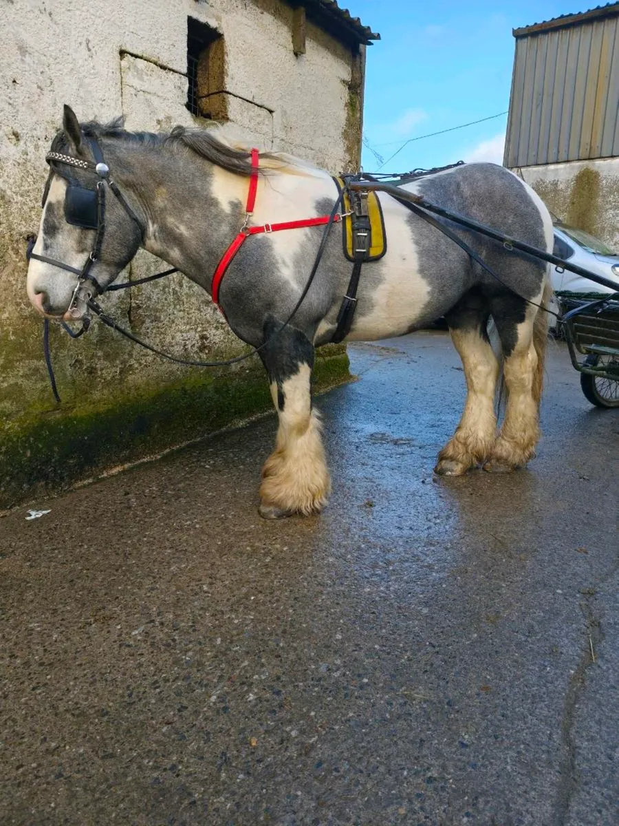 Cob well bred 15 hh - Image 4