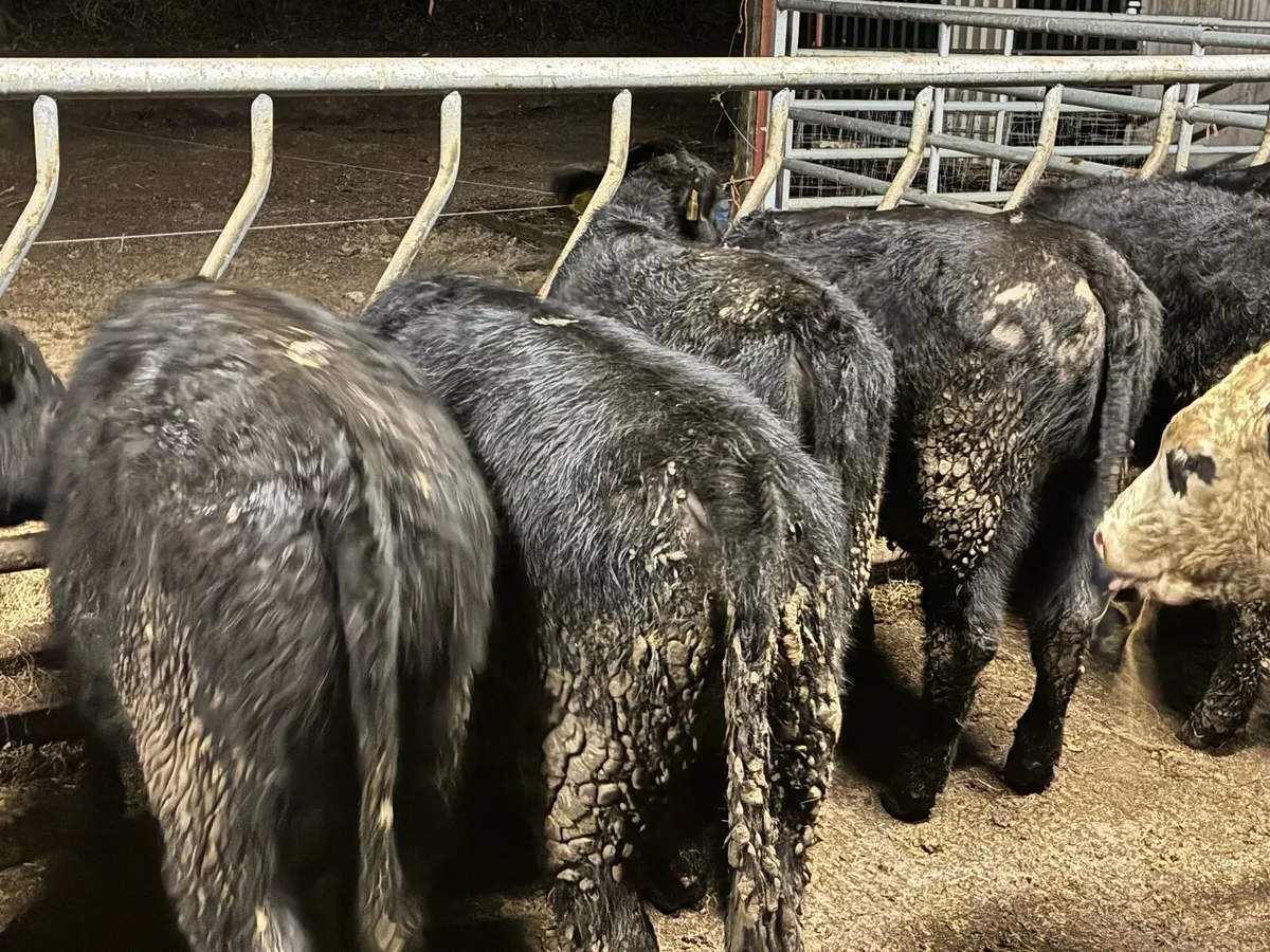 10 Angus and Hereford bulls for sale - Image 3